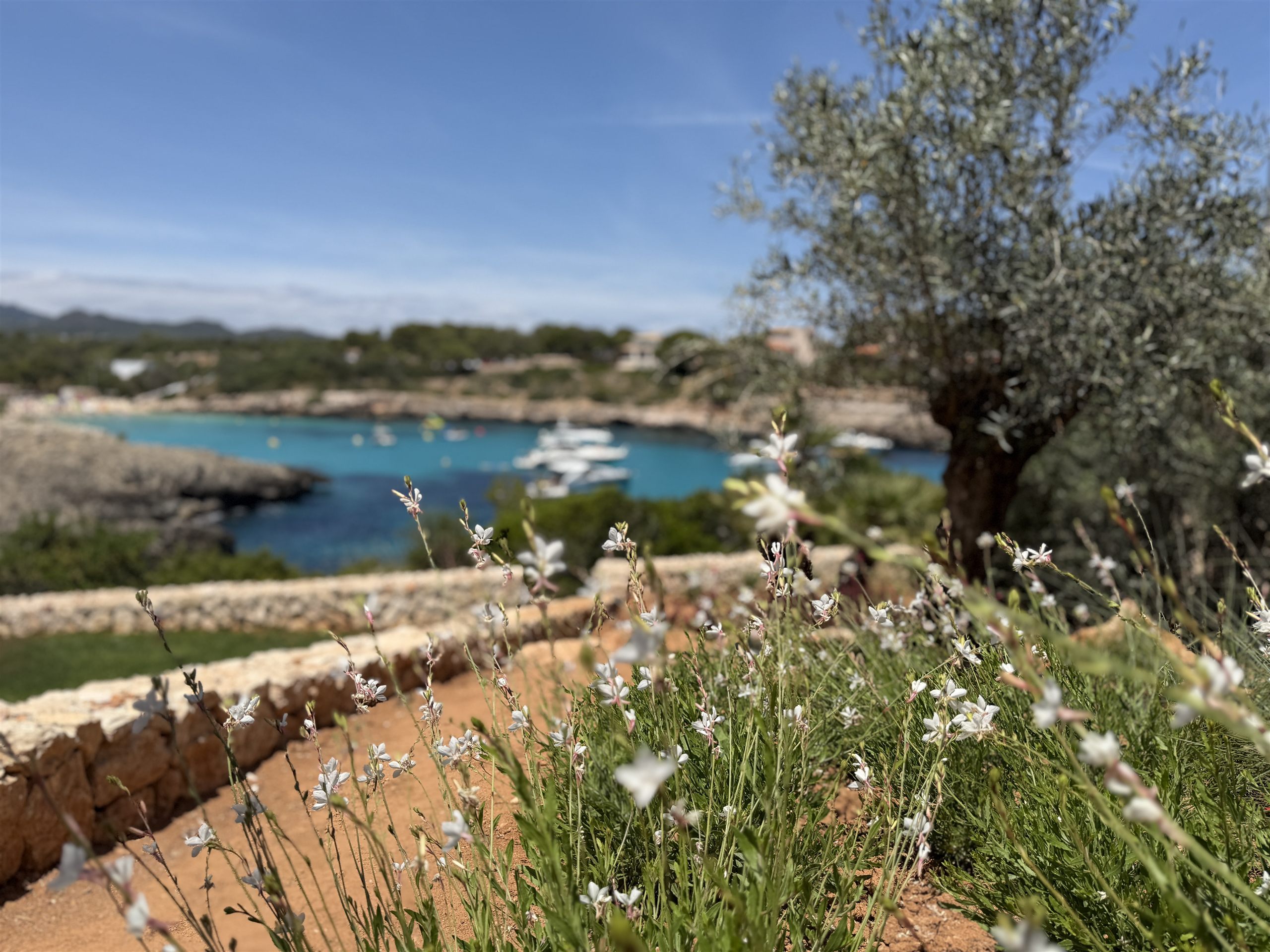 Blick über den blühenden Garten auf die Bucht von Porto Colom